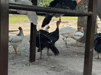 Turkeys — عکس 3