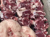 قوچ, گوسفند — عکس 6
