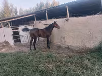گھوڑا, Thoroughbred horse — تصویر 4