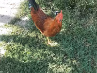Chickens — fotografija 2