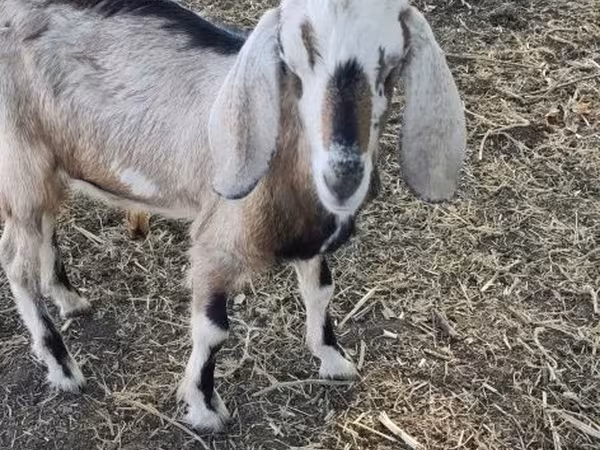 Capra, Nubian Goat