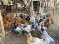Chickens — foto 2