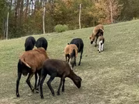 Ovce, Cameroon sheep — foto 2