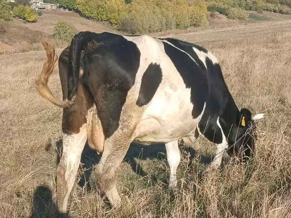 گائے, Russian Black pied cattle