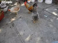 Japonský bantam — foto 3