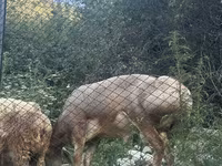 Ovce, Edilbay sheep — foto 1