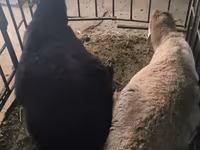 Wad, Sheep — sawirka 1