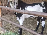 بز ماده, Beetal goats — عکس 1