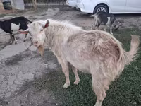 Capra, Saanen goat — foto 1