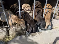 भेड़, भेड़ — फ़ोटो 1