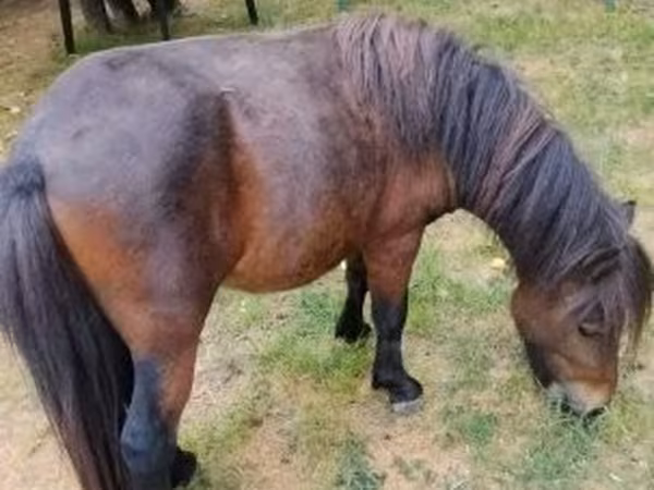 Адуу, Shetland Pony