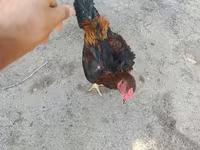 Chickens — عکس 3