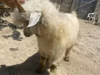 Kambing betina, Angora goats — foto 4