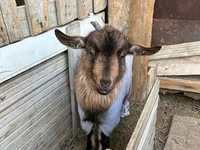 Ri’ lab, Saanen goat — sawirka 2