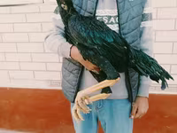 Chickens — عکس 1