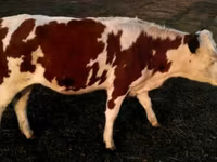 วัวตัวผู้, Swiss cattle — รูปภาพ 3