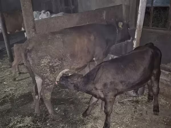 İnek, Sığır