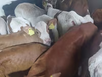 காளை, Simmental cattle — புகைப்படம் 1