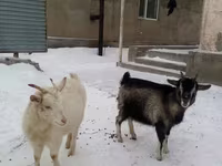 Kambing jantan, Goats — foto 1