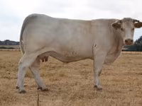 Ko, Charolais cattle — foto 7