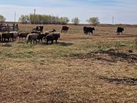 گاو ماده, Swiss cattle — عکس 4