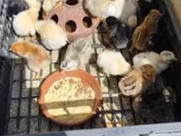 Chickens — fotografija 3