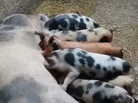 मादा सूअर, सूअर — फ़ोटो 1