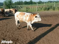 วัวตัวเมีย, Simmental cattle — รูปภาพ 2