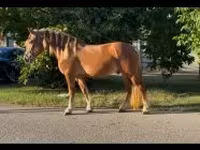 Koń, Haflinger — zdjęcie 1