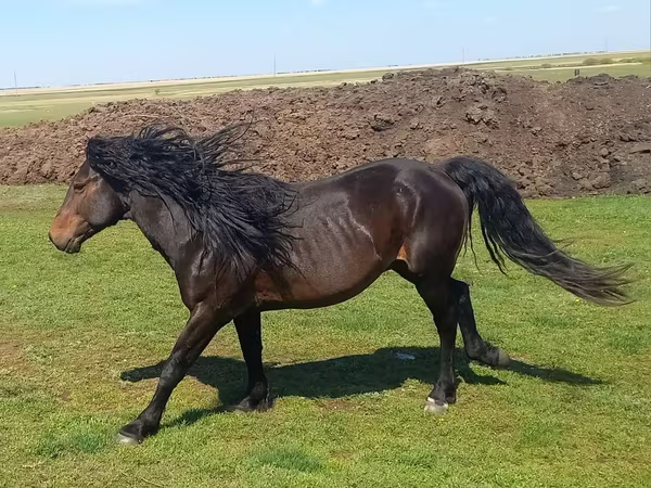 Horse (M), Horses
