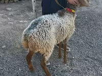 میش, Arashan sheep — عکس 4