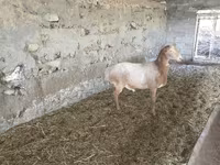 قوچ, Rhon sheep — عکس 1