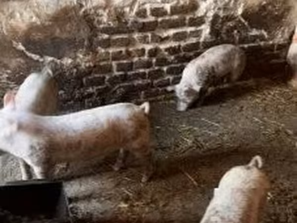 Pigs (batch, sex not specified), Pigs — Hungary