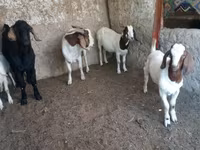 Kambing jantan, Boer goat — foto 3