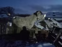 مادیان, اسب — عکس 1