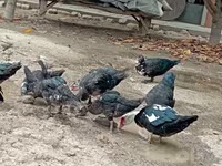 Turkeys — عکس 2