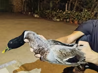 Ducks — عکس 3