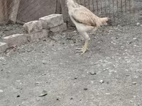 Chickens — fotografija 1