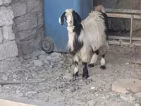 Kozioł, Kozy — zdjęcie 1