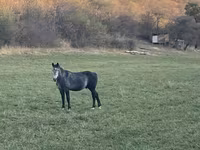 Ngựa đực, Percheron — ảnh 2