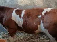 Touro, Simmental cattle — foto 3