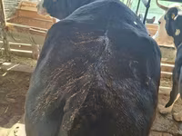 गाय, Latvian Blue cattle — फ़ोटो 7