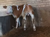 Bou, Simmental cattle — foto 4