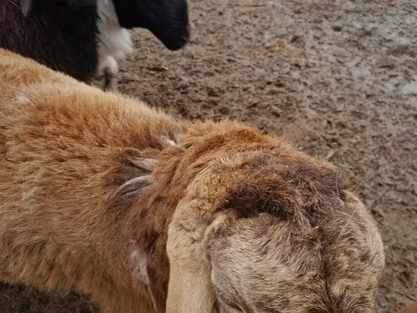 Sheep (batch, sex not specified), Arashan sheep