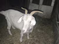 بز ماده, بز — عکس 4