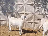Wad, Sheep — sawirka 4