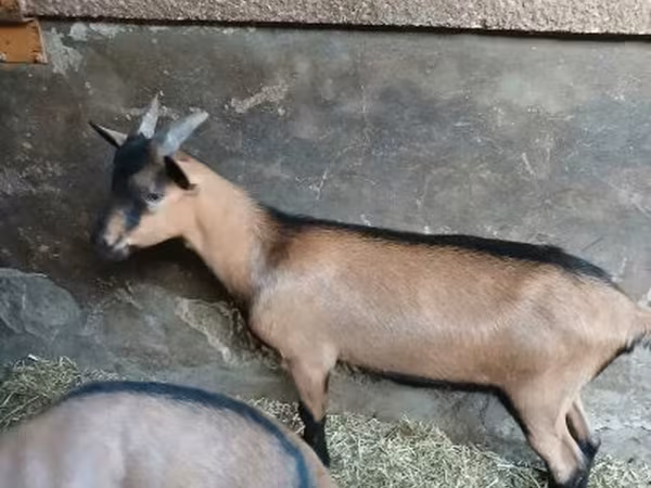 Țap, Alpine goat