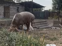 Ziege, Ziegen — Foto 5