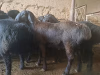 قوچ, Rhon sheep — عکس 1