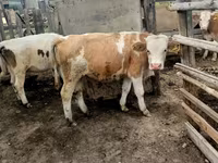 Boğa, Sığır — foto 6